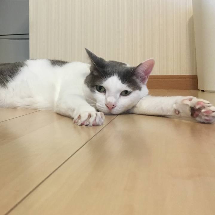 550f5164 1247 429a a0b8 7f3d58397391 1525576482420