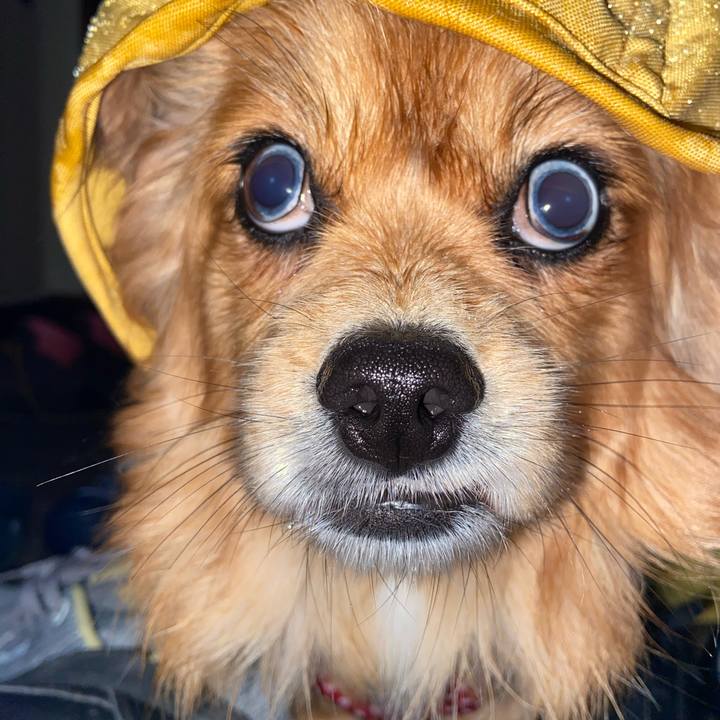 55102c29 0c42 4e5d 88ba 137d4f339bc7 1578434841194