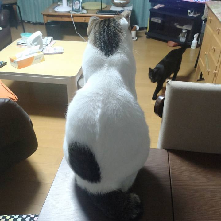 551085cc a035 45e7 b80c cde3a3be389c 1726401604458