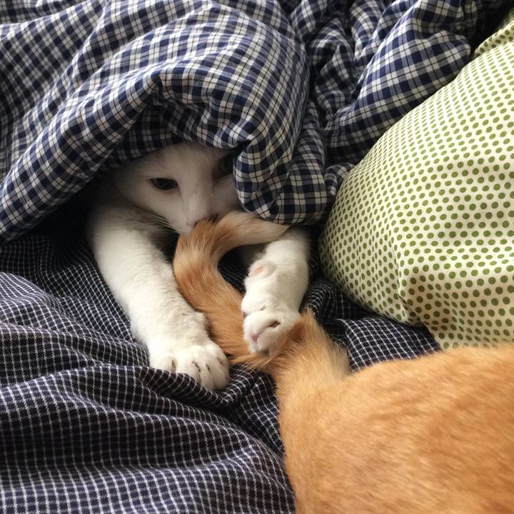 5511ba70 a681 4a15 8823 ee895909fcd5 1526495593290