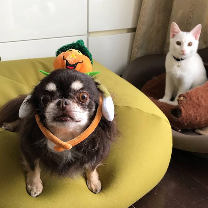 5513a72b ed5f 4539 b1e0 da83e90e997b 1571958919242