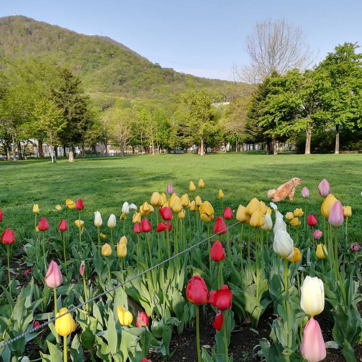 5515304c e8f0 4ca8 bc52 fe8a7529754b 1526334764061