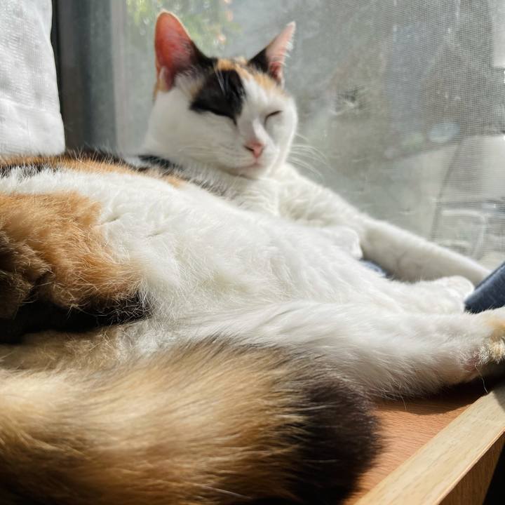 551ac1fd 54ca 4379 882a ed4f925e549f 1625973354312