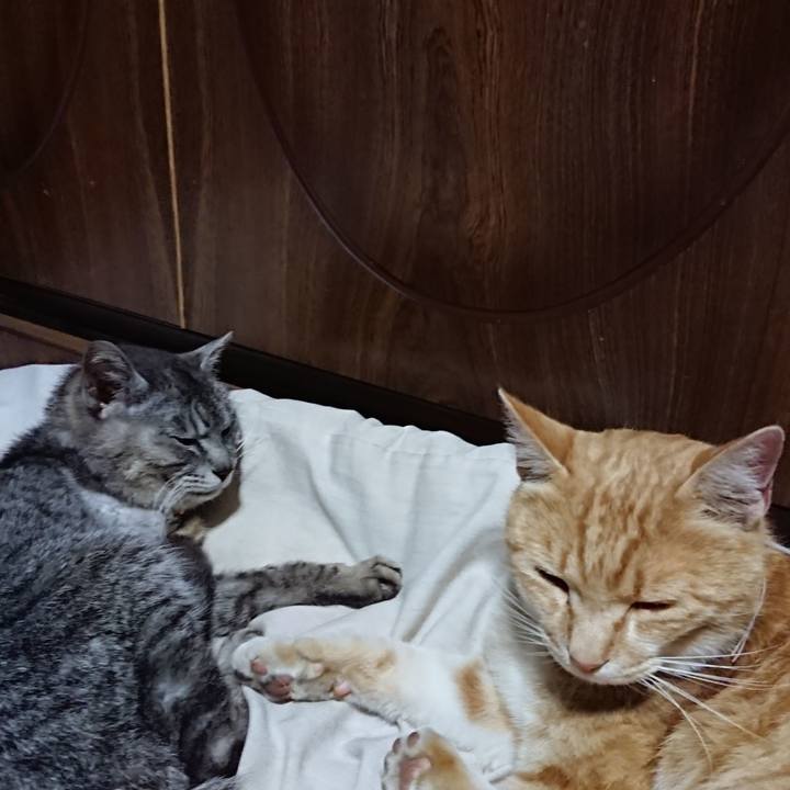 551afa7e 3b6a 49c0 8a43 bcabdd3f0401 1591618186881