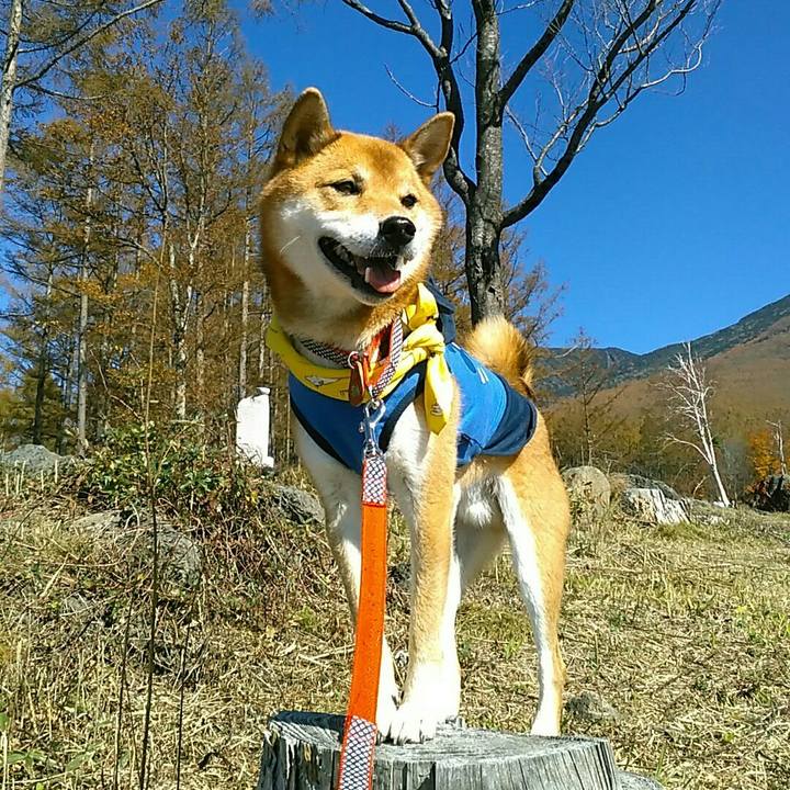 551f0bfd 0a66 4e7c ae17 29aaffe53aae 1540780728472