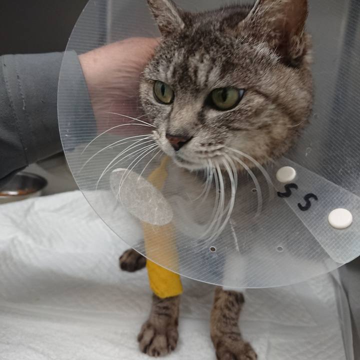 55207f80 a3f6 4497 8ec5 5c25a64889df 1586334567364