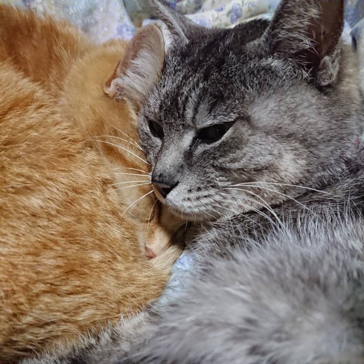 55228490 c550 42cf a1a3 afaa4b36ab5b 1587644734071