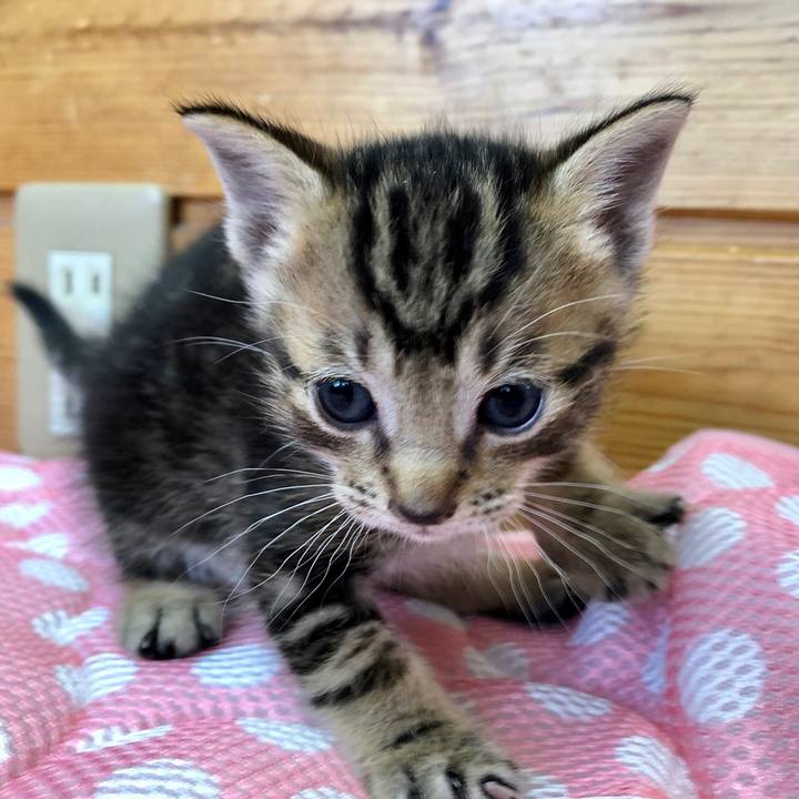 55228539 e859 4b8e b282 f0a48b9fc625 1615703700343