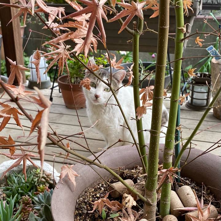 5522d435 b4cf 4227 9950 28283aa21718 1615591261712