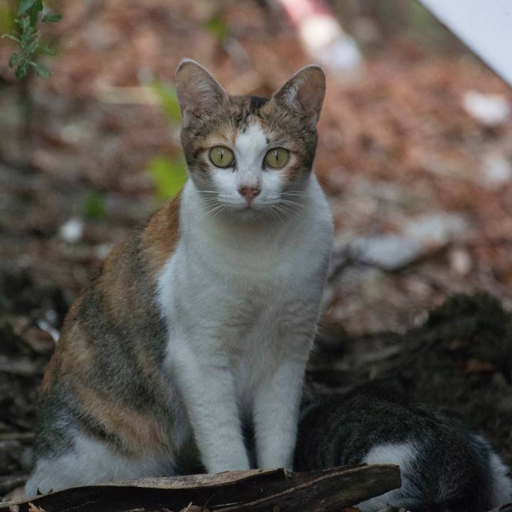 5524b4f0 d9dd 4c87 a425 ba5ab82bb4b1 1537317380810