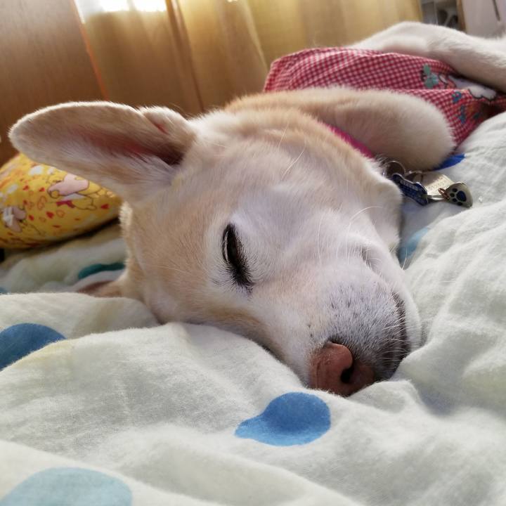 5528124c 6437 413f b865 c426bbc7b552 1545964988144