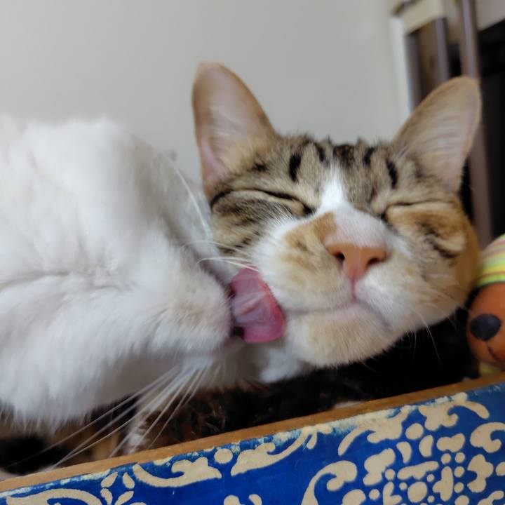 552b1c6a 9a0b 4686 abb0 214d3f48c6cc 1766562681049