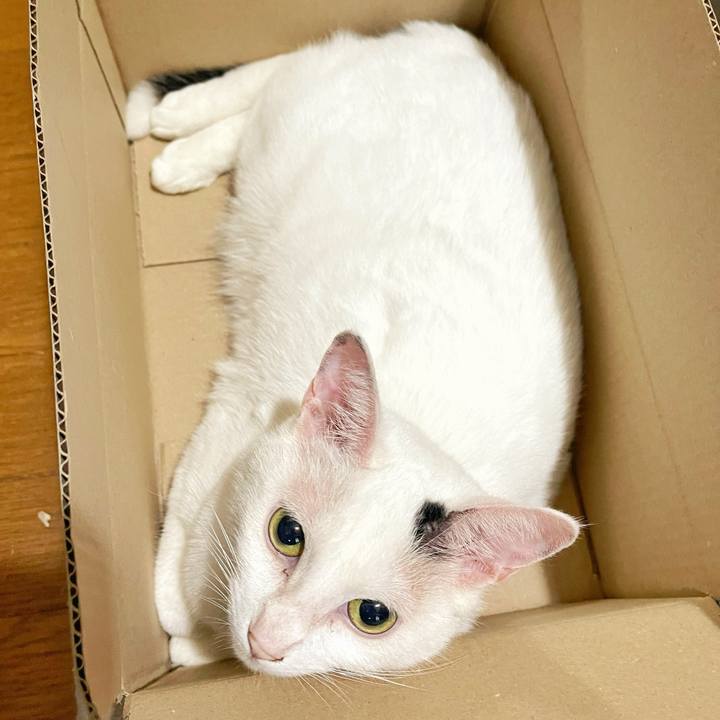 552bbec2 1455 45fb 99ed e4bebbc509d3 1753829349982