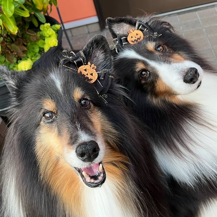 552e8b5e 4d35 40ff bbb4 b1f73fd47d75 1758818426806