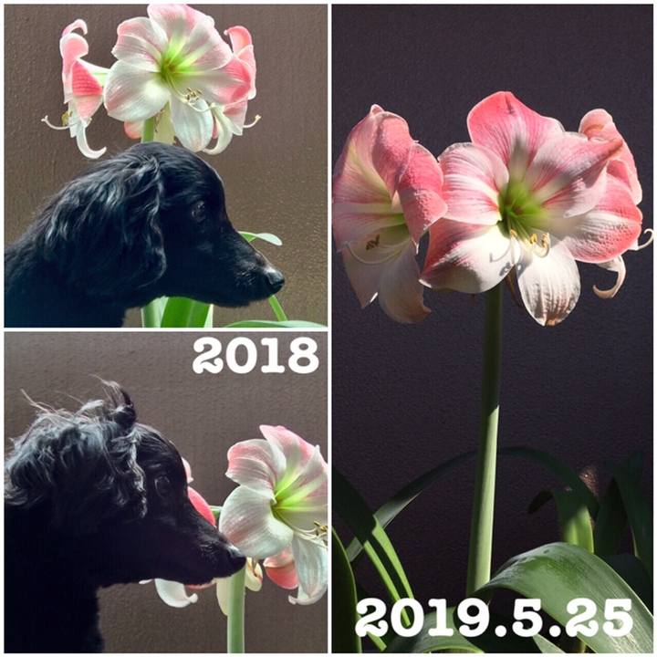 5534f8f8 c4b0 4981 8fe6 52ea493298a6 1558739534285