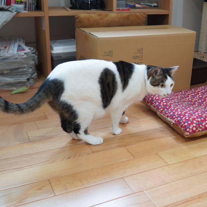 55355413 cb27 4693 8d22 68eca0f19e72 1590123357304