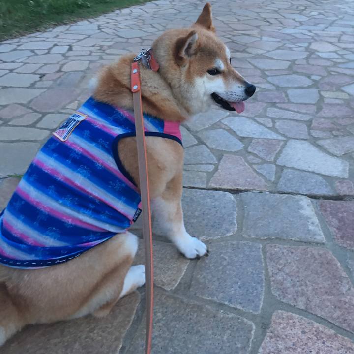 5536bc26 a904 456b bee3 8824335cc24b 1561545631269