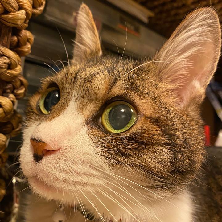 55394715 36c4 4a3f 81b1 0c4036968485 1616301666870