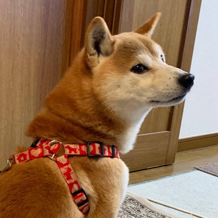 55398bfa 3848 4f39 9337 c04f4249415c 1583669679549