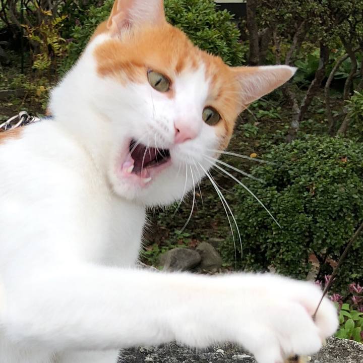 553bb728 a6b1 44b4 b64a 44c27441dc4b 1539607484436