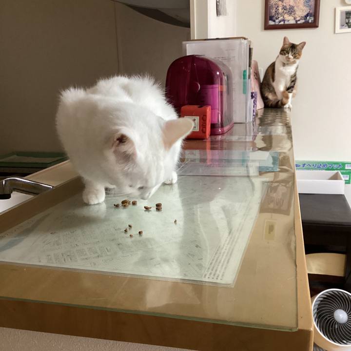 553cb036 6197 441a 966c b26b1202282e 1659164544654