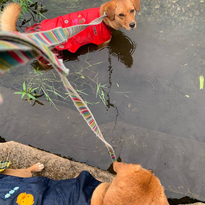 553e2a4b 7250 40fe b604 6228eed0e030 1566512405668