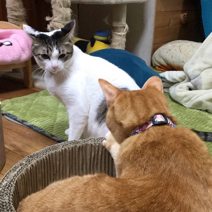 553e4393 46f0 432e a1c1 15a71e37e9c3 1551181980055