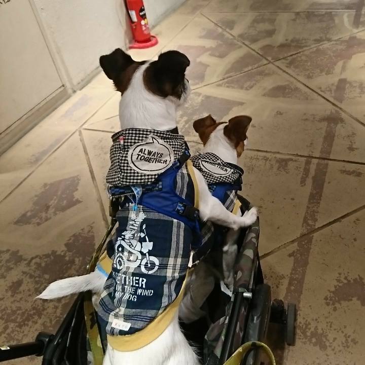 55407762 184a 4dd2 a884 90adf157d8f2 1534577165739