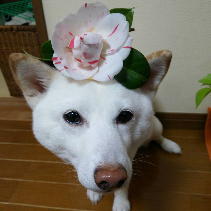 55429c21 627a 4dfb a084 62f35a396b93 1553987111335