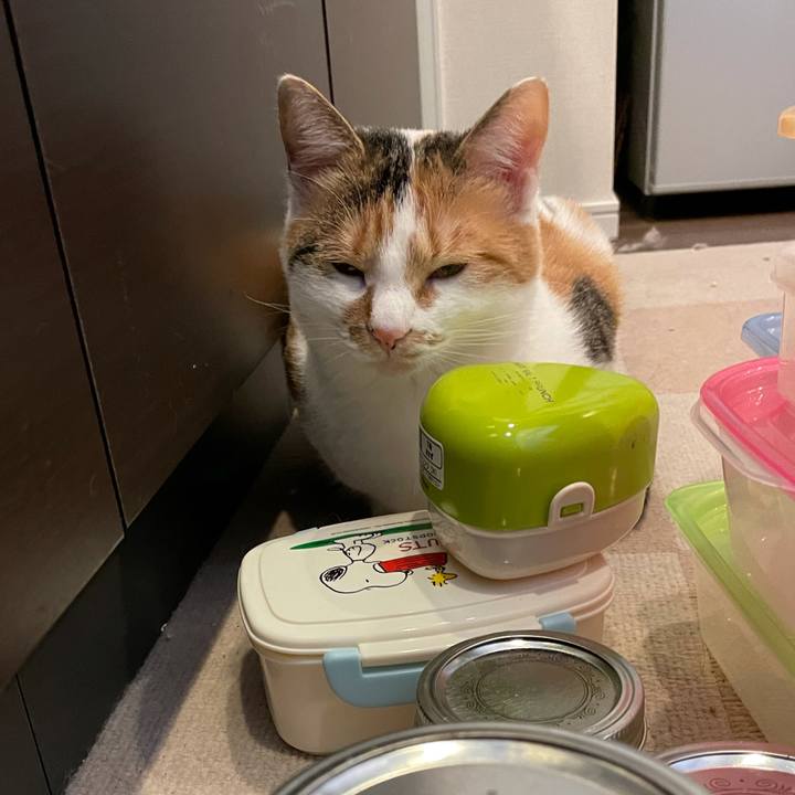 55445c6e 1fea 4d29 96e0 402a9e03bec9 1606109973109