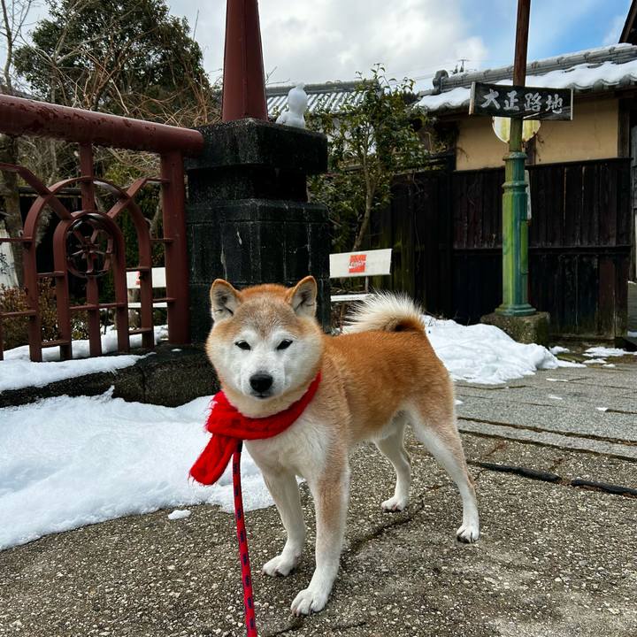 5546bf11 6239 444b a589 611573e49f5e 1769931480062