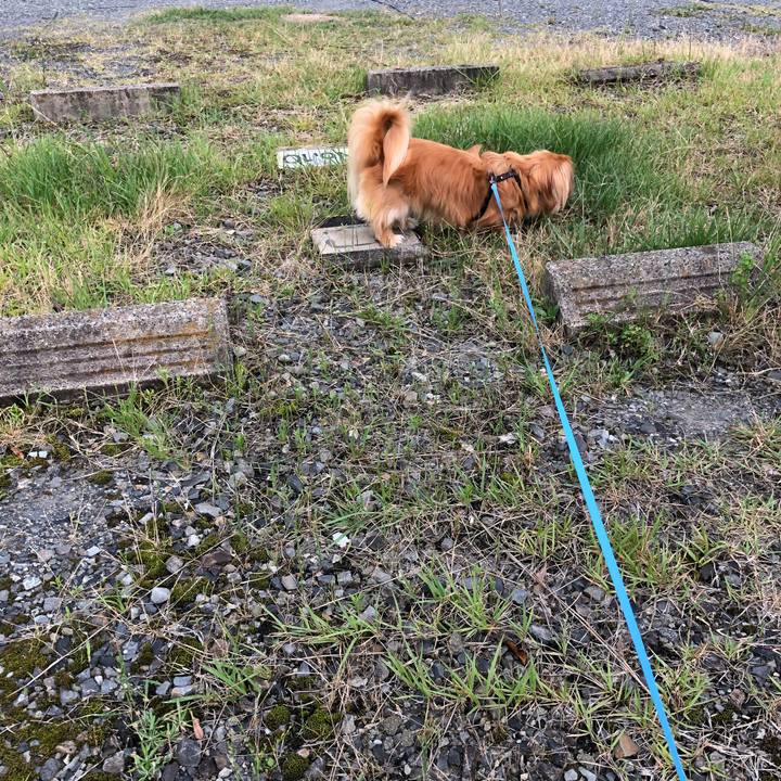 5548b8f3 ad4e 4a2e 8109 a784cc384657 1529187507828