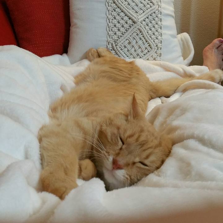 5548d72d e575 42d4 a731 626046fae766 1543492645596