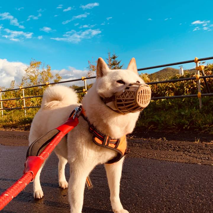 5549c7b2 f38e 4a8d 8105 4990f1eee48a 1665439882893