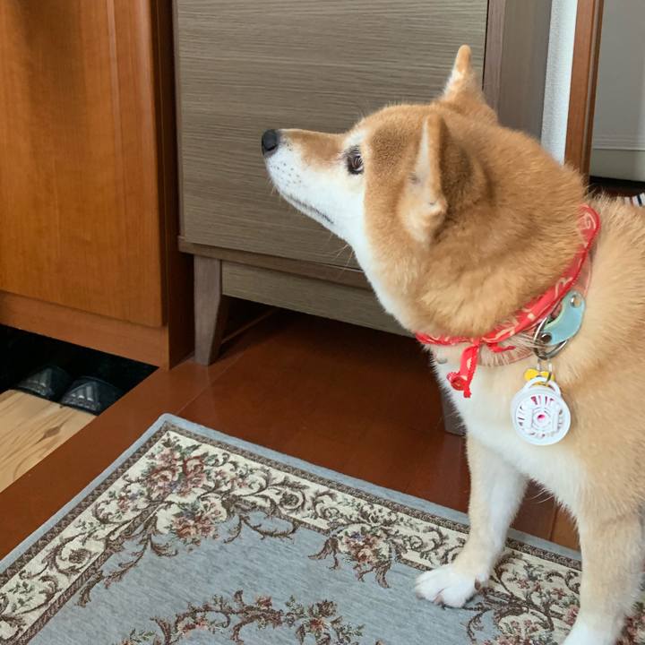 554a3319 806c 442a b0c2 7717afaec922 1565482278797