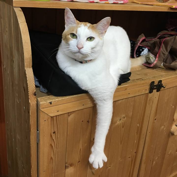 554b3933 a5ec 491a ad42 b182acb99c82 1543490889472