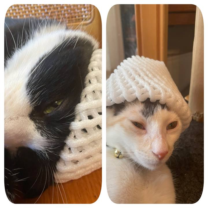 554c6aa2 584c 4afc bcec 19492e716918 1660095906645