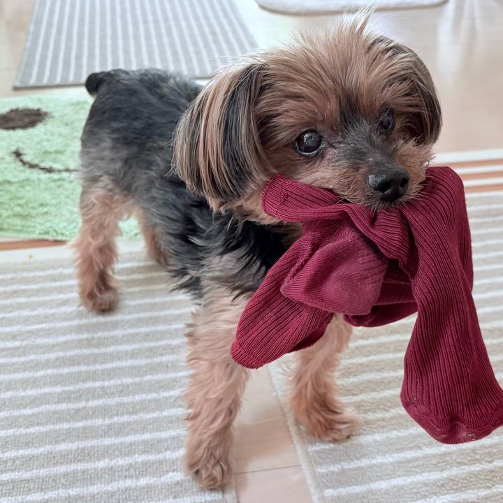 554d7455 6158 46e2 90dc 6b693f9a0106 1744524643403