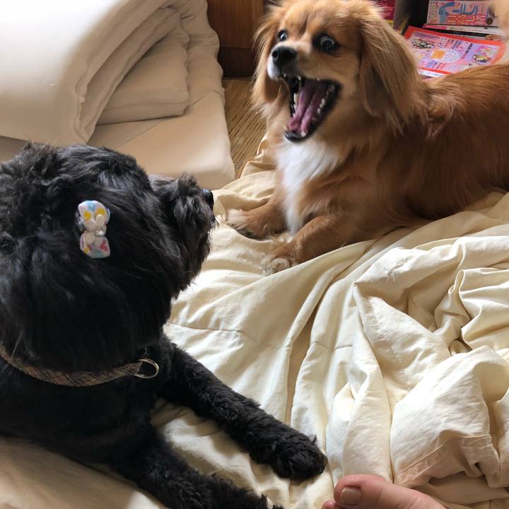 554d8d25 1c96 47d5 82b4 6dc53a9edbec 1527295224752