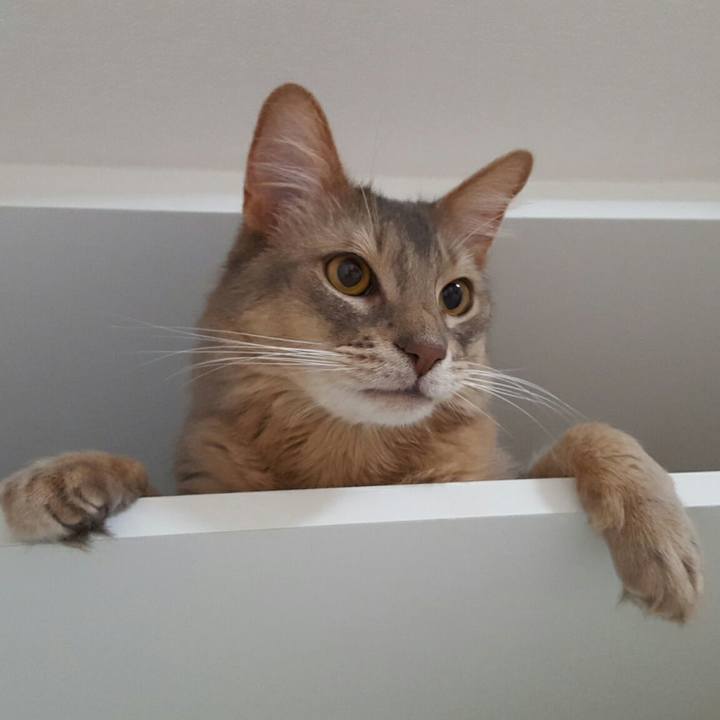 554eca73 ce94 4615 a450 593dcc40a9ca 1524661824809