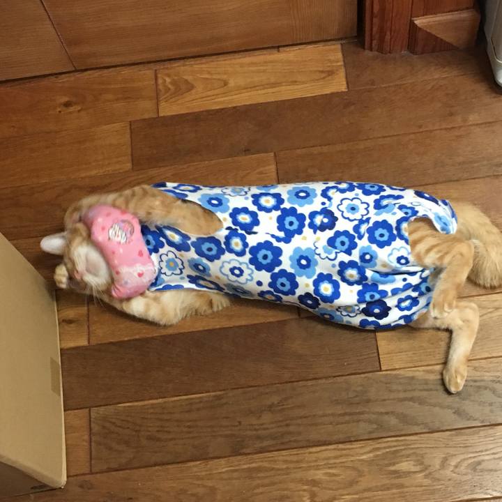 555027e1 a034 4a46 896c 3fae569973e6 1527737675603