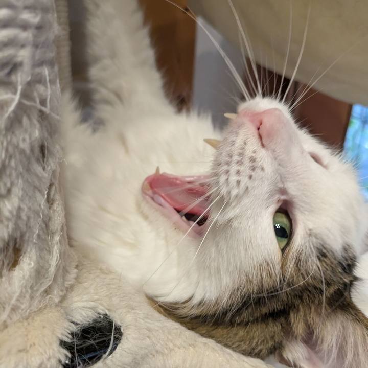 55503338 8638 454e b4d7 e06950ae8ff2 1762517330148