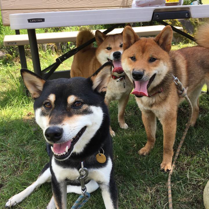 5553d73d 4105 47df 809f 93089dac93dd 1526105776530