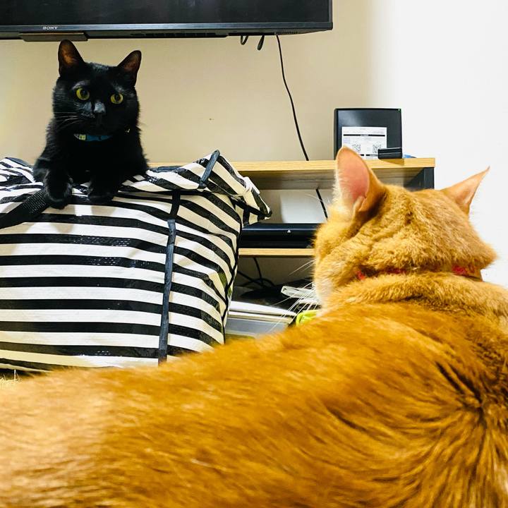 555550f2 55e7 4fae 8f77 60d6687c1f0b 1753908058972