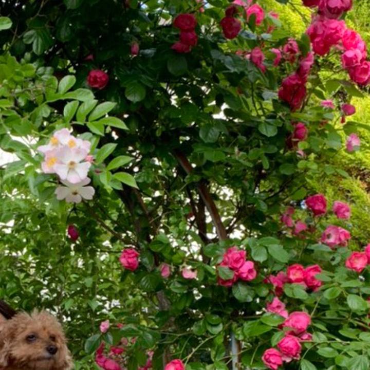 5556b1e5 ed86 4f5c ad1a c75300817a60 1622887023460