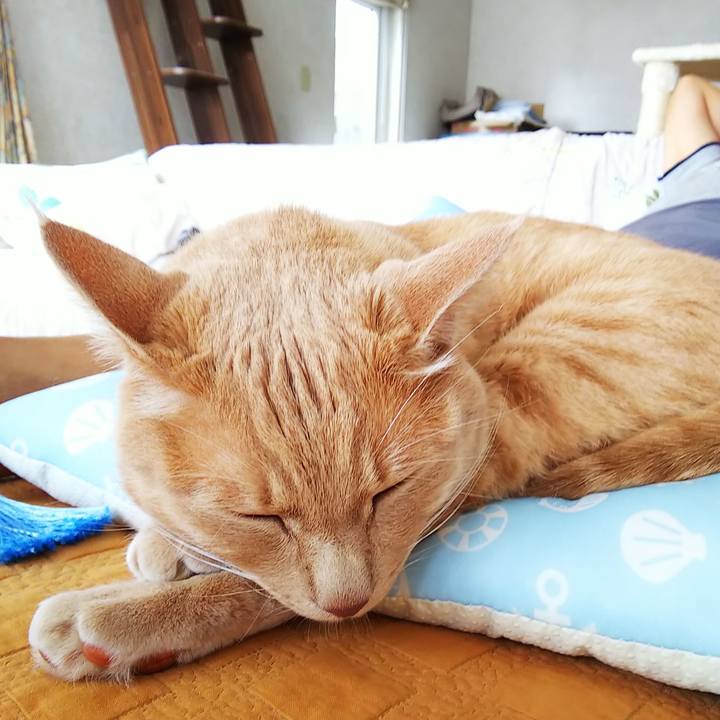 5557bbd2 4603 4a52 b7c8 055437851e7b 1597455955958