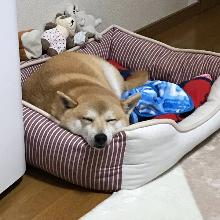 555b12dd 7b20 4513 86af 2a4b814773d8 1545036150818