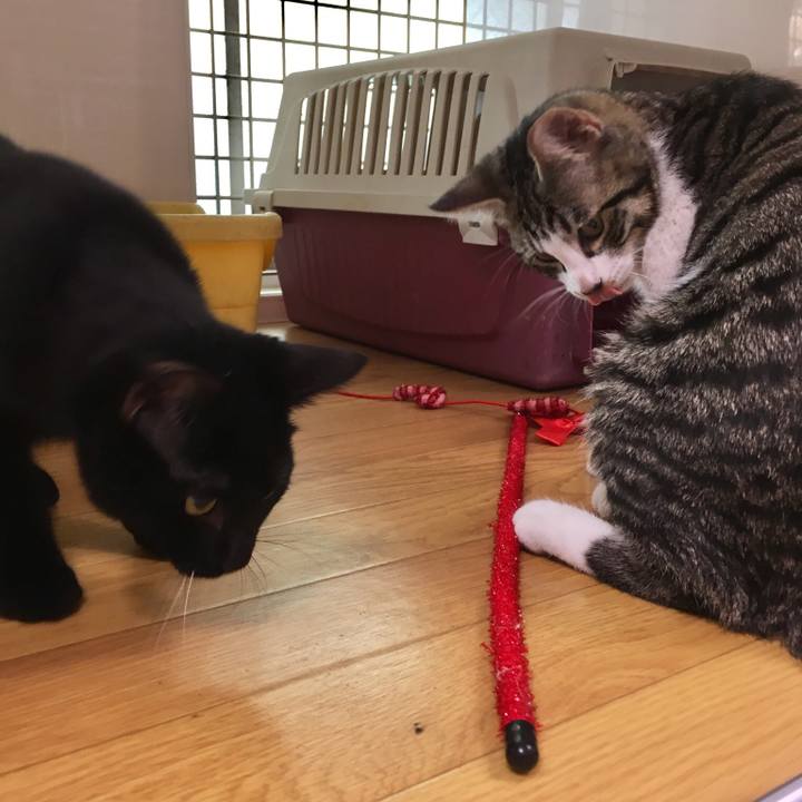 555c204d f20a 4b44 bac8 a8062959f655 1539420005779