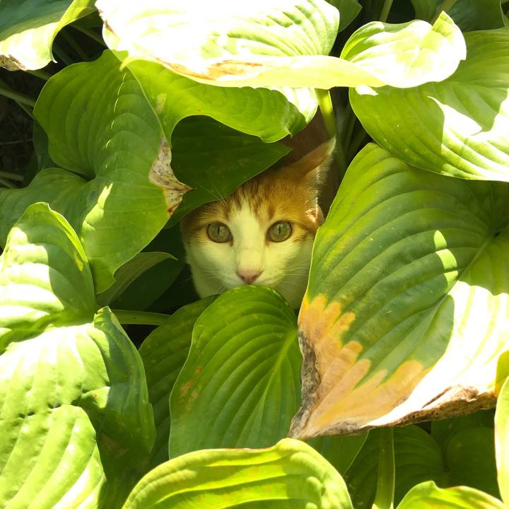 555dafb6 3cab 4aaa 9a68 2aa88eee9a83 1534301760629