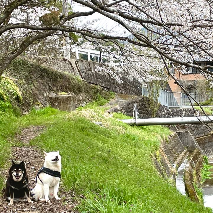 555fa51c ec78 46aa 9f03 5f1acd1d546a 1744259995048